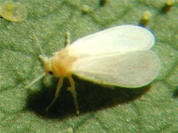 Common insect pest of Antirrhinum majus and their control method
