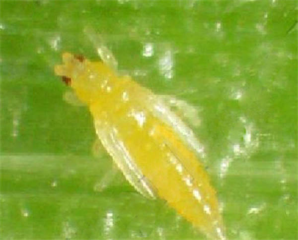 common insect pests and control methods of goldfish grass
