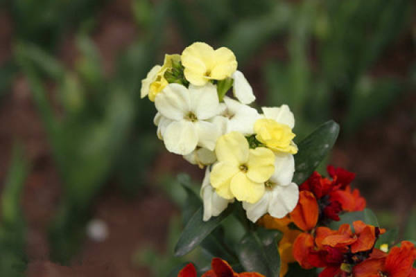 culture method of Sweet osmanthus