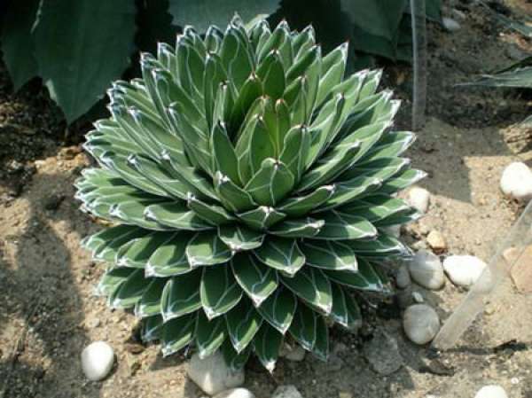 Phnom Penh Agave