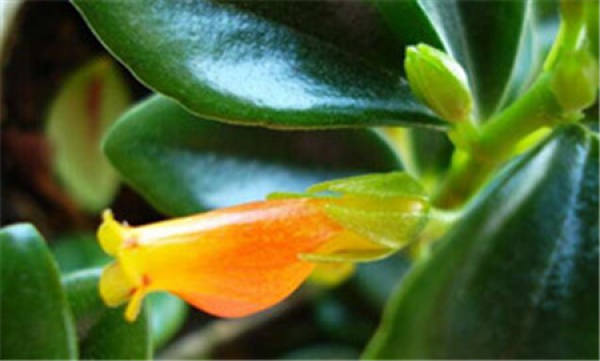 Is snapdragon and goldfish chlorophytum a kind of plant?