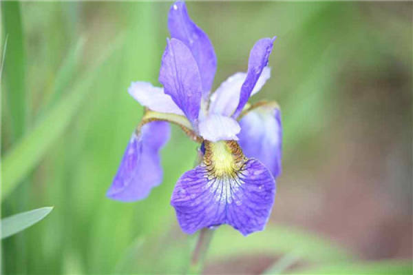 Is snapdragon and goldfish chlorophytum a kind of plant?