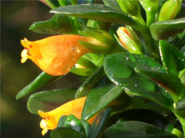 Is snapdragon and goldfish chlorophytum a kind of plant?