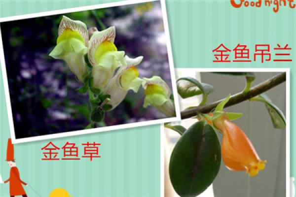 Is snapdragon and goldfish chlorophytum a kind of plant?