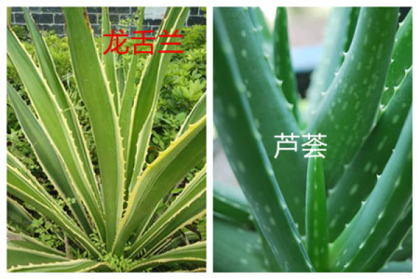 The difference between the leaves of agave and aloe