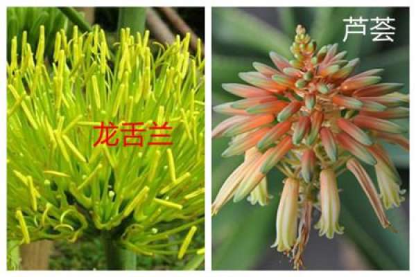 the difference between agave and aloe leaves