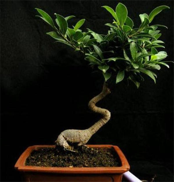 Ficus microcarpa before grafting: root lifting