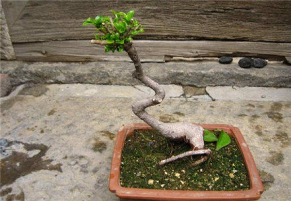 Ficus microcarpa before grafting: root lifting