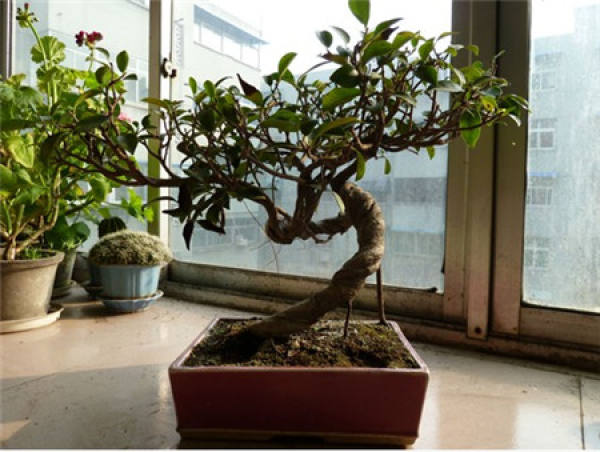 Spring Maintenance of Banyan Bonsai