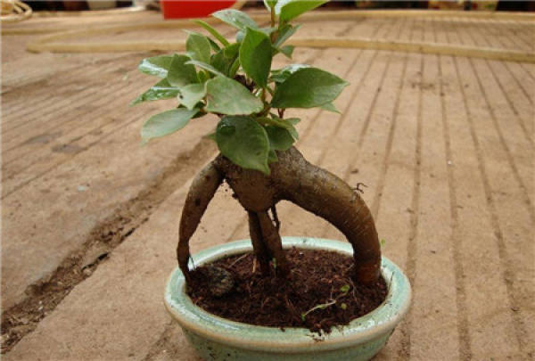 Spring Maintenance of Banyan Bonsai