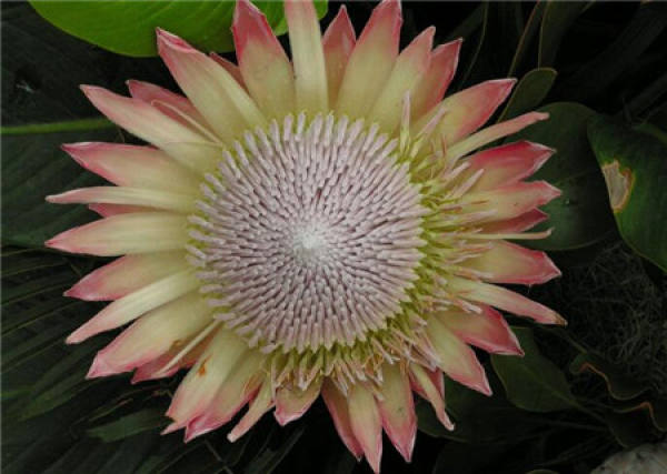 Cultivation method of imperial flower