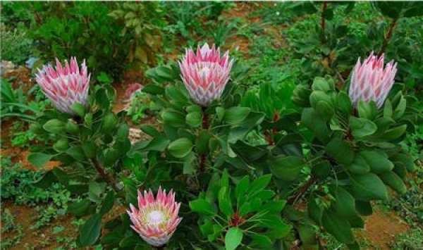 cultivation method of imperial flower