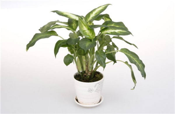 What do bonsai and potted plants represent?