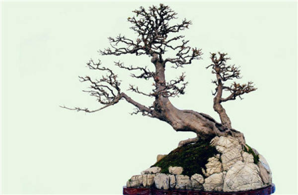 What do bonsai and potted plants represent?