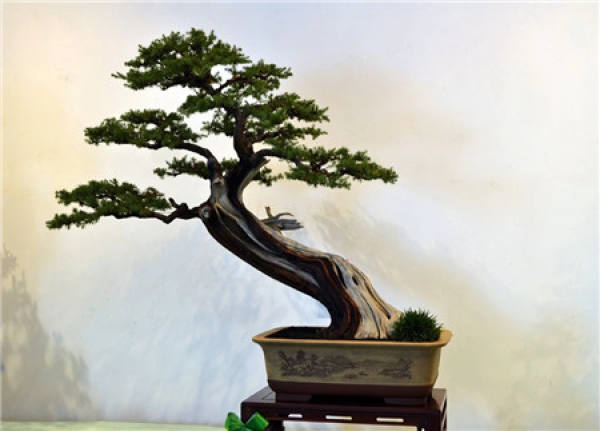 what do bonsai and potted plants stand for