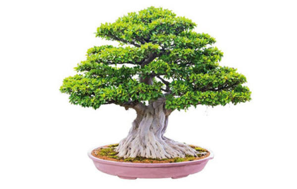what do bonsai and potted plants stand for