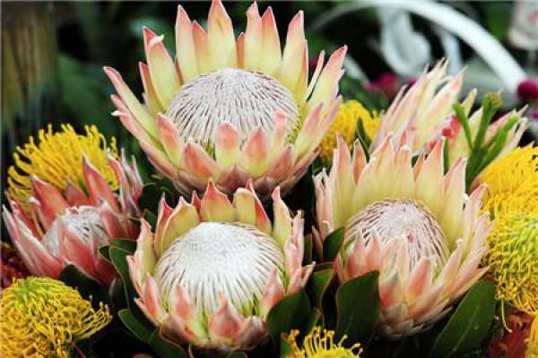 common diseases and control methods of imperial flower