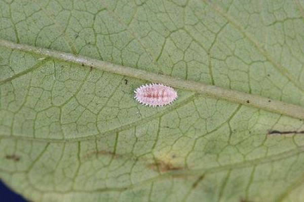 Common insect pest and control methods of Diwanghua
