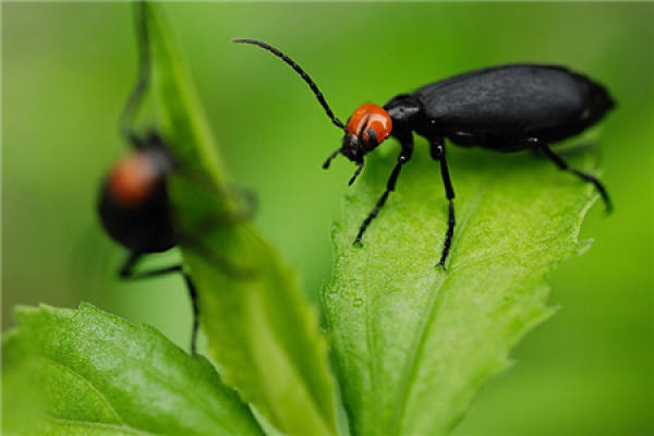 Common insect pest and control methods of Diwanghua