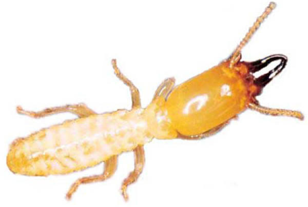 common pests and control methods of imperial flower
