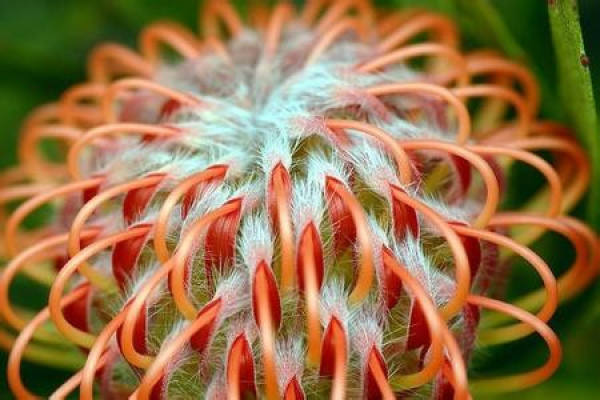 Varieties related to imperial flower