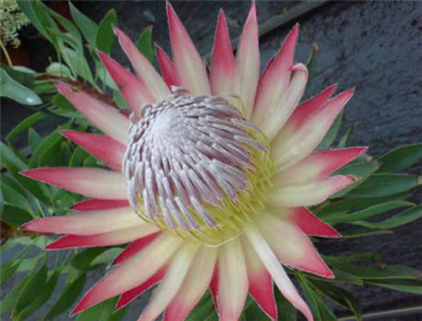 Varieties related to imperial flower