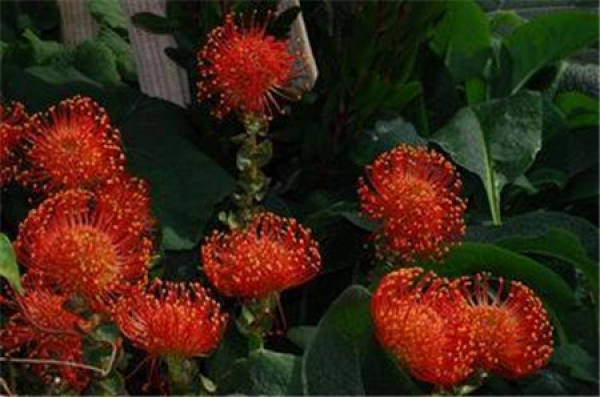 imperial flower related varieties