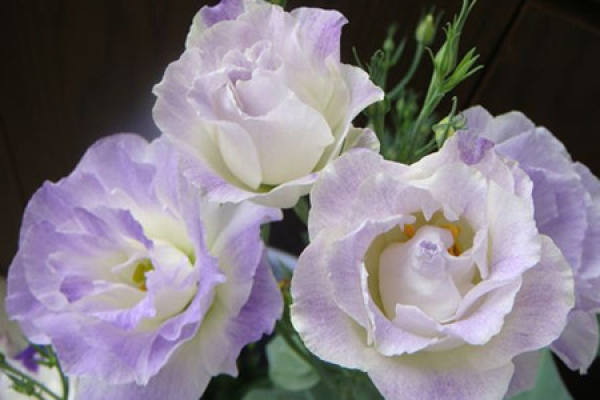 Precautions for Eustoma russellianum cultivation