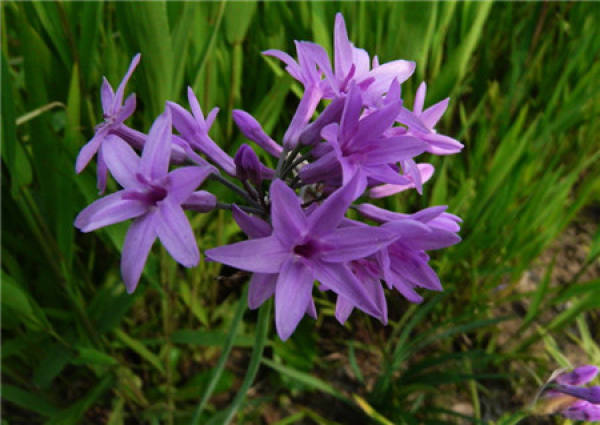 Cultivation method of purple delicate flower