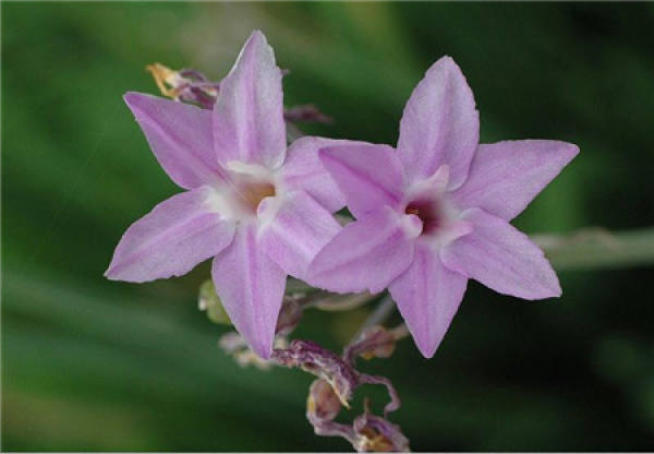 breeding method of Zijiao flower