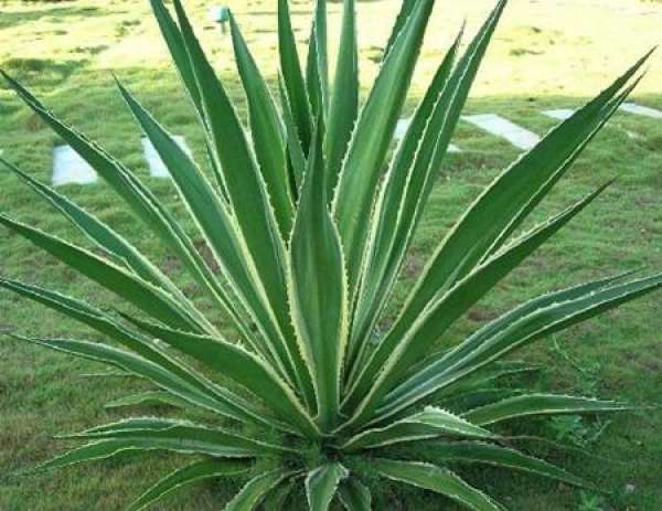 The Flower Language of Agave