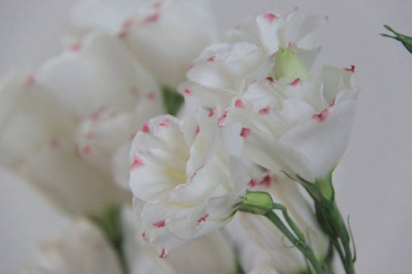 common dwarf species of Eustoma