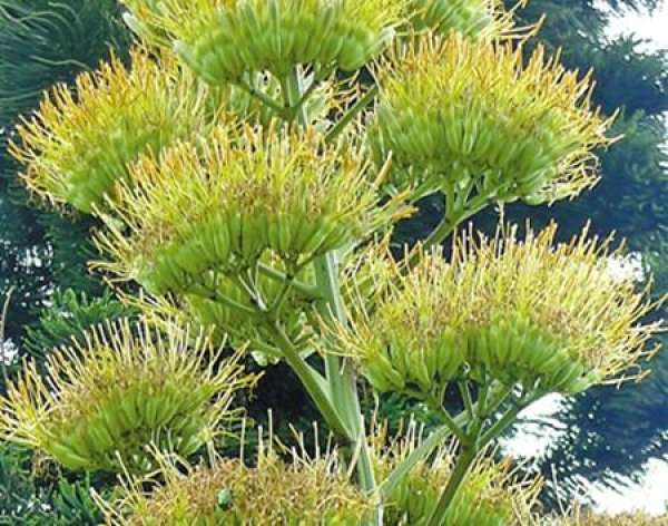 Agave disease