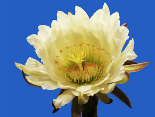 Method for culturing epiphyllum