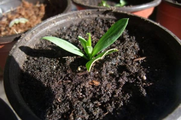 Platycodon grandiflorum cutting