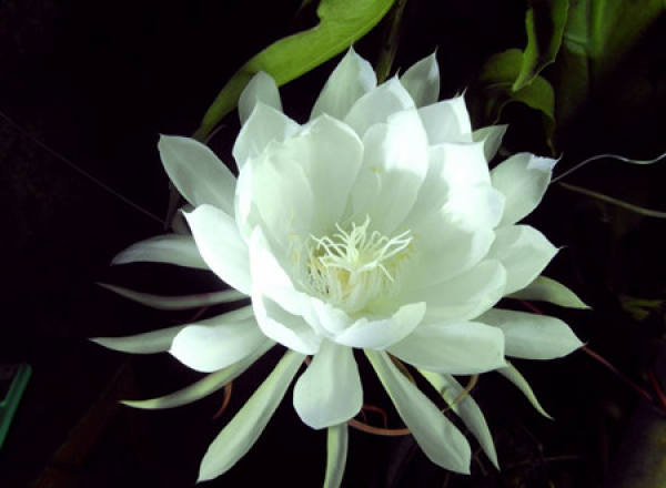 Flowering period of epiphyllum