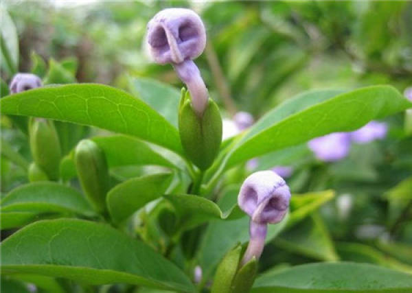 cutting soil of jasmine bicolor