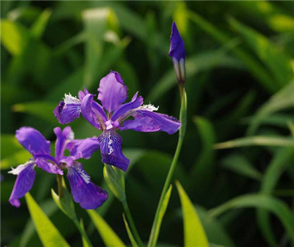 Iris culture: soil requirement