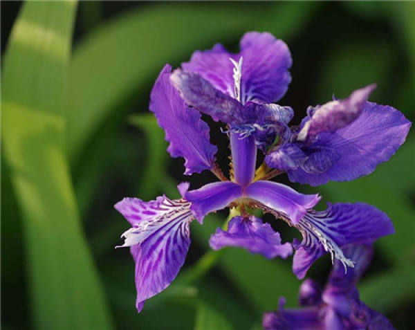 Iris culture: soil requirement