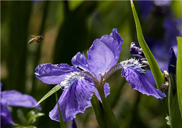 Iris culture: soil requirement