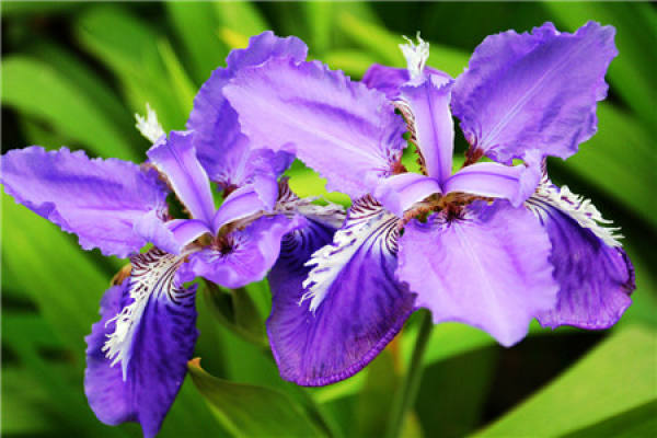 Iris culture: soil requirement