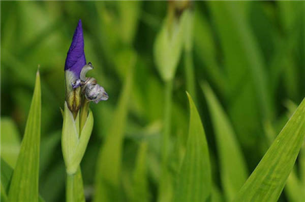 Preparations for raising irises at home