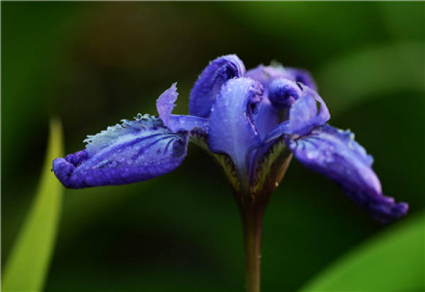 Preparations for raising irises at home