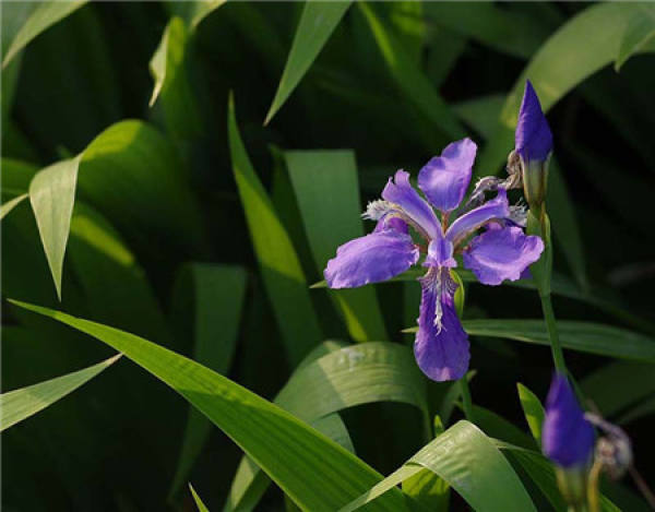 preparations for raising iris at home