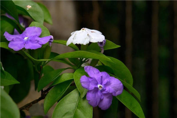 Method for culturing double-color jasmine