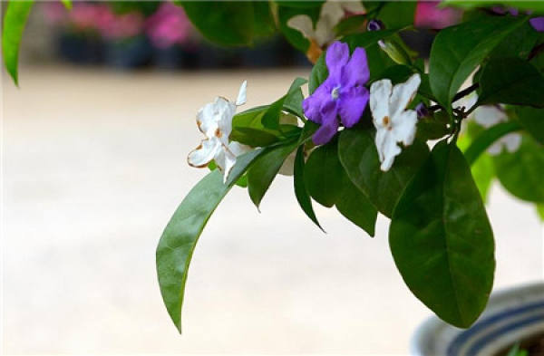 Method for sowing double-color jasmine