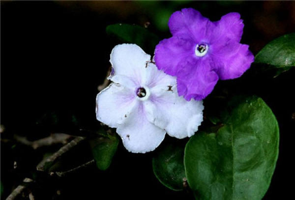Method for sowing double-color jasmine