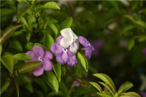Method for sowing double-color jasmine