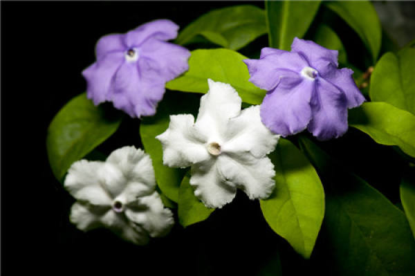 sowing of two color Jasmine