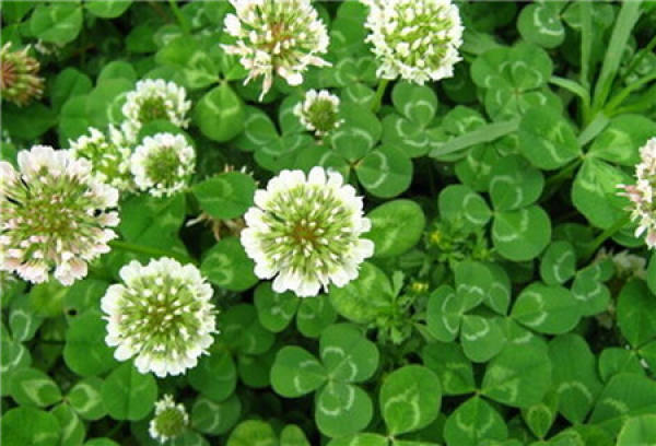 Culture method of Trifolium repens